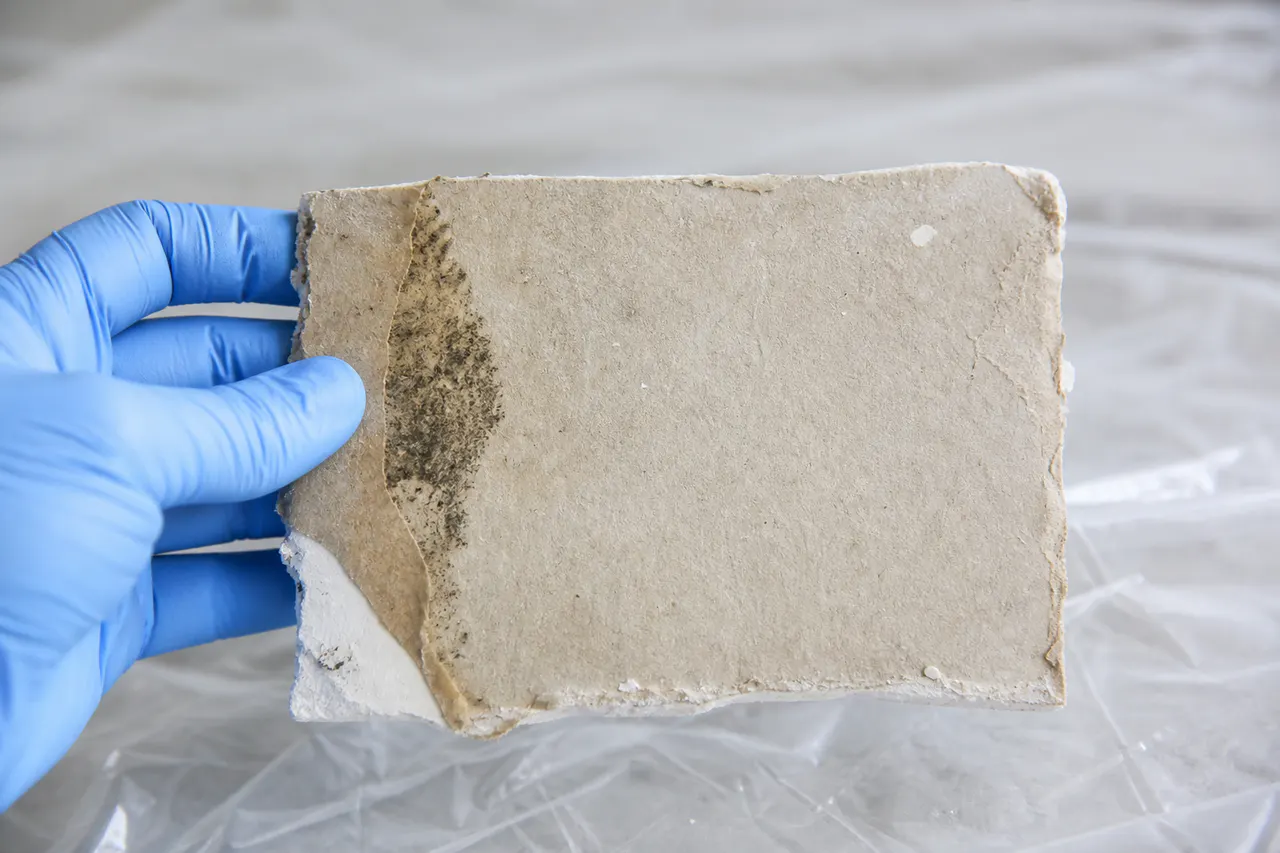 Gloved hand inspecting early mold growth on the back of damp drywall