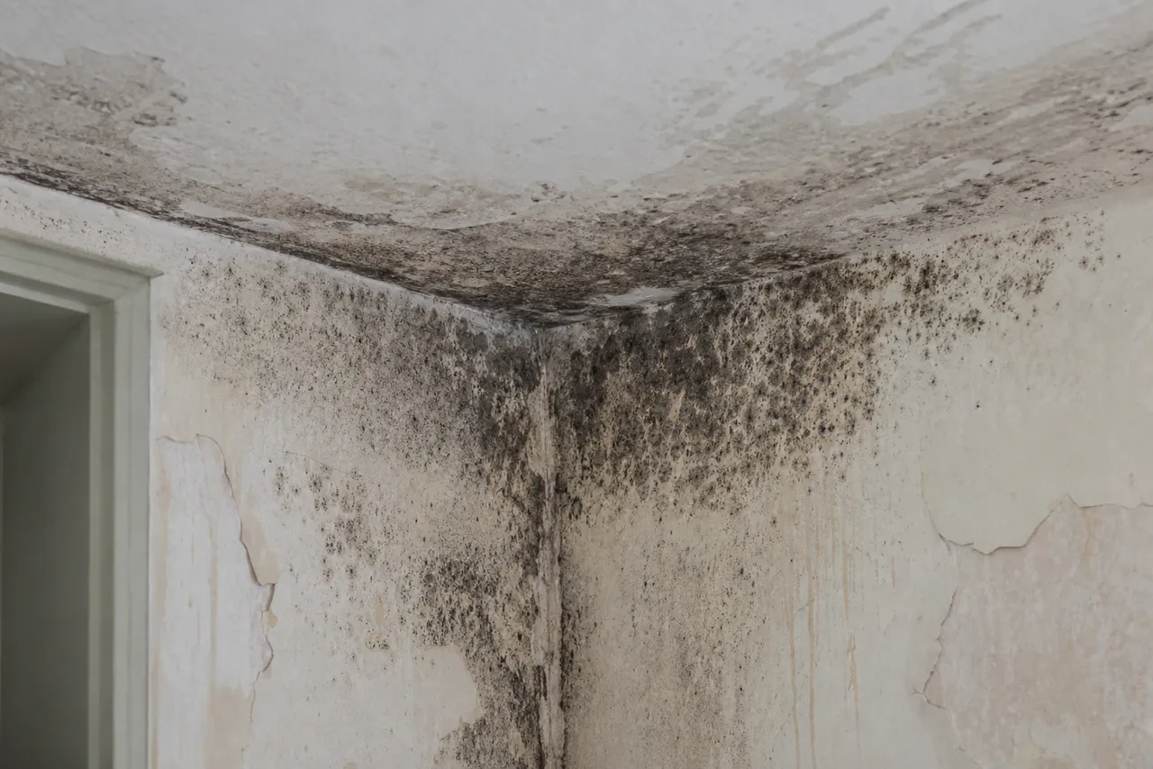 Black mold growth across damp walls and a ceiling corner